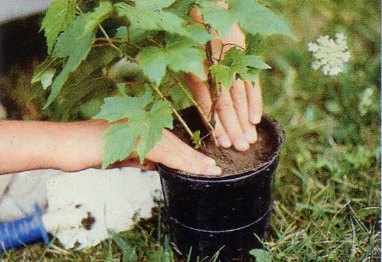 Amy even transplanted small trees (like this young maple) she found growing in her yard!
